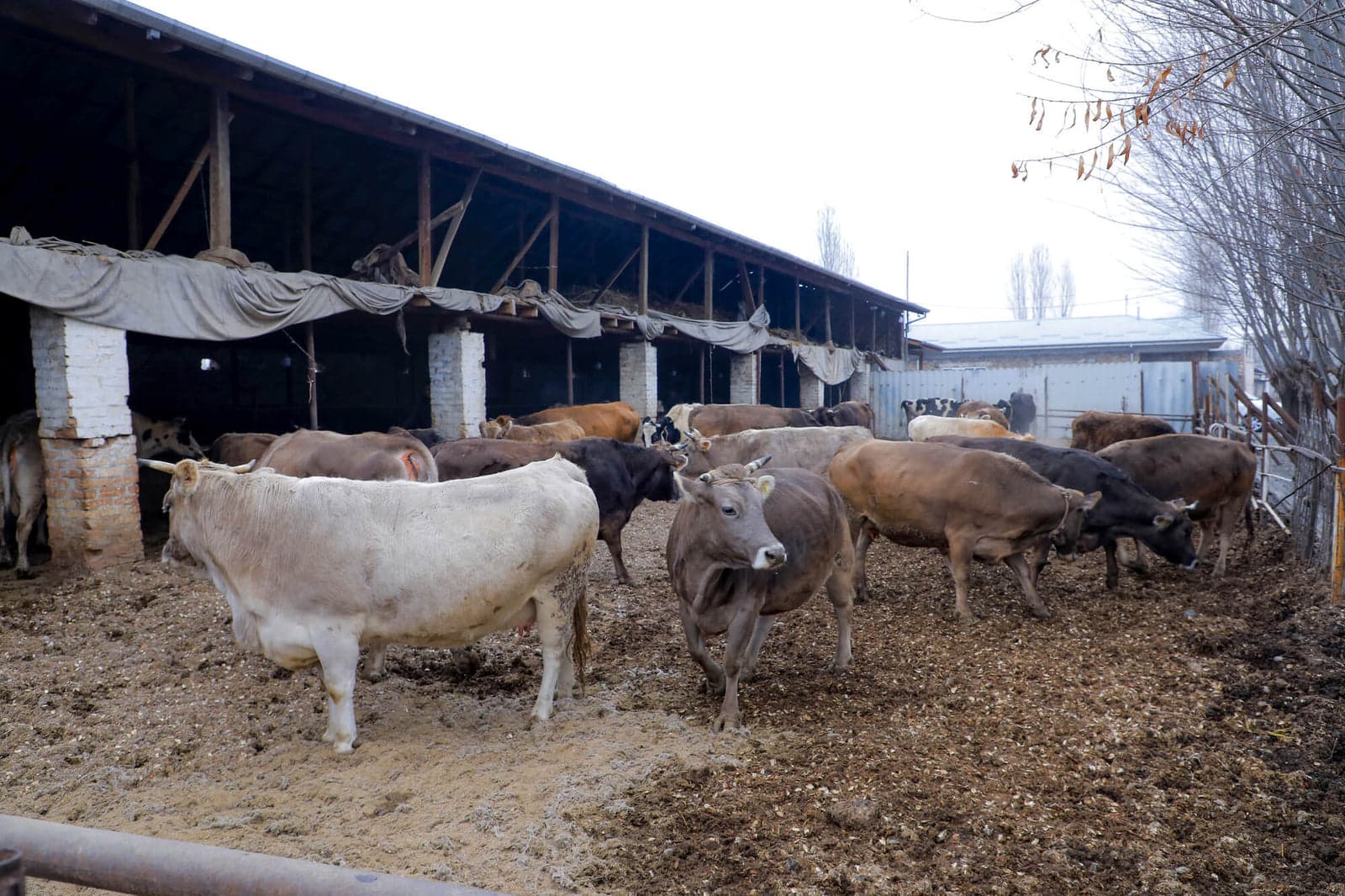 Farm